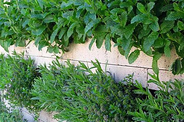 Biolit Vertical Gree