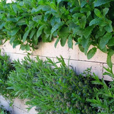 Biolit Vertical Gree
