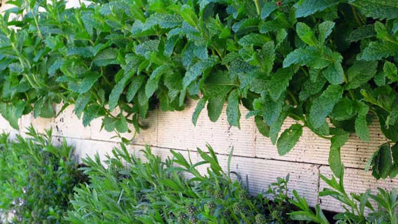 Biolit Vertical Gree