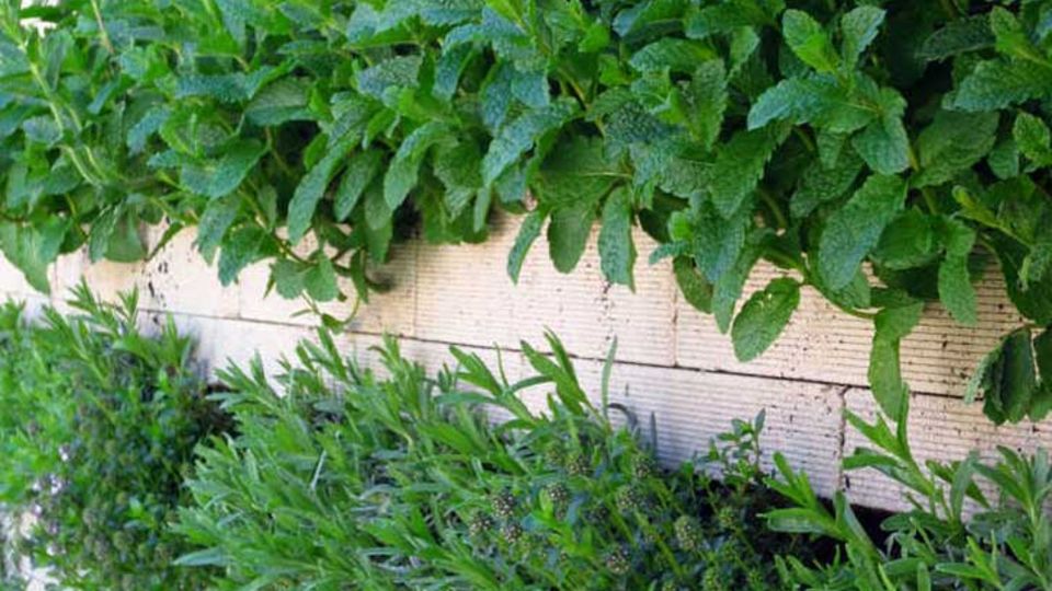Biolit Vertical Gree
