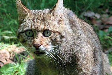 Wildkatze