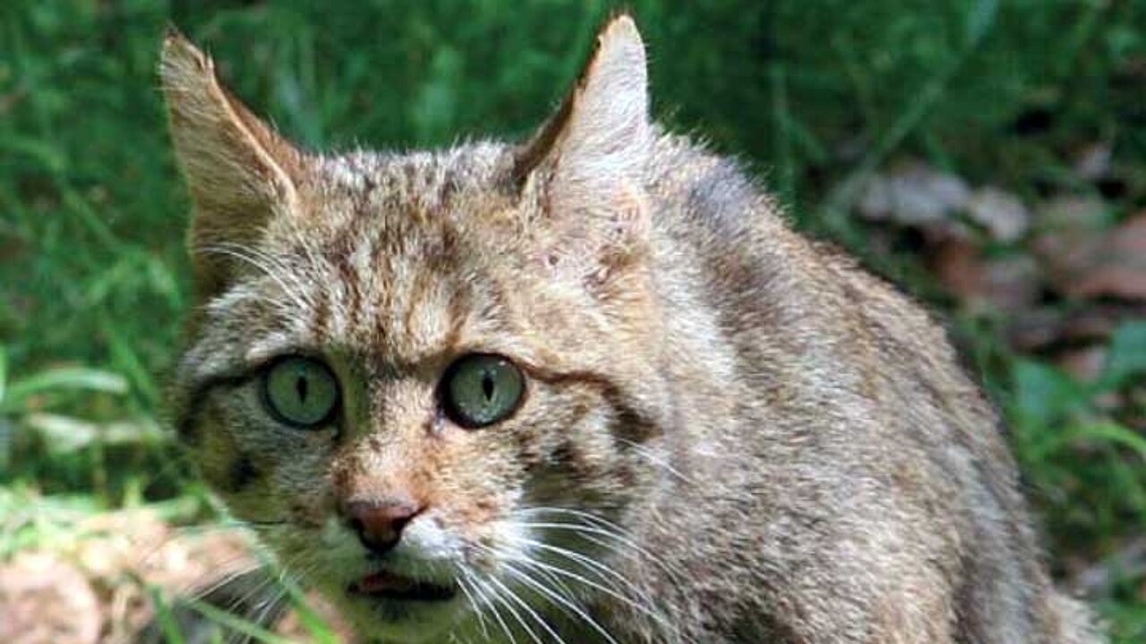 Wildkatze