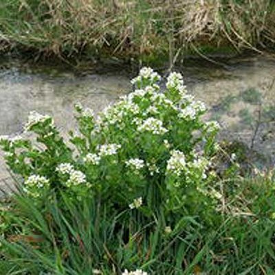 Bayerisches Löffelkraut