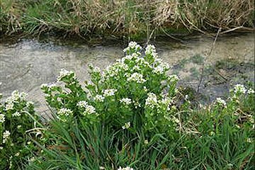 Bayerisches Löffelkraut