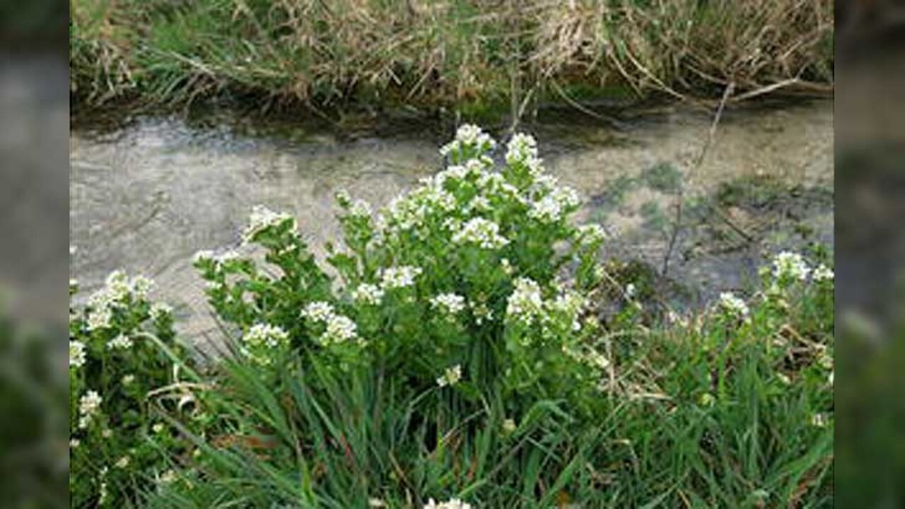 Bayerisches Löffelkraut