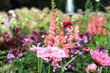 Sommerflor