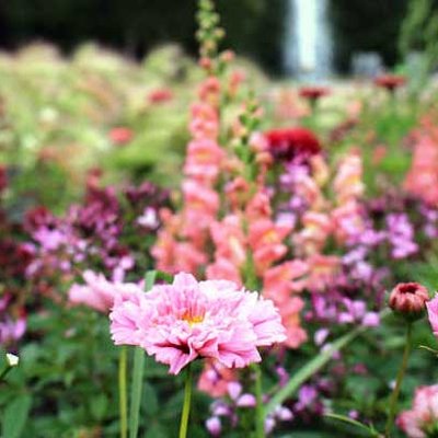 Sommerflor
