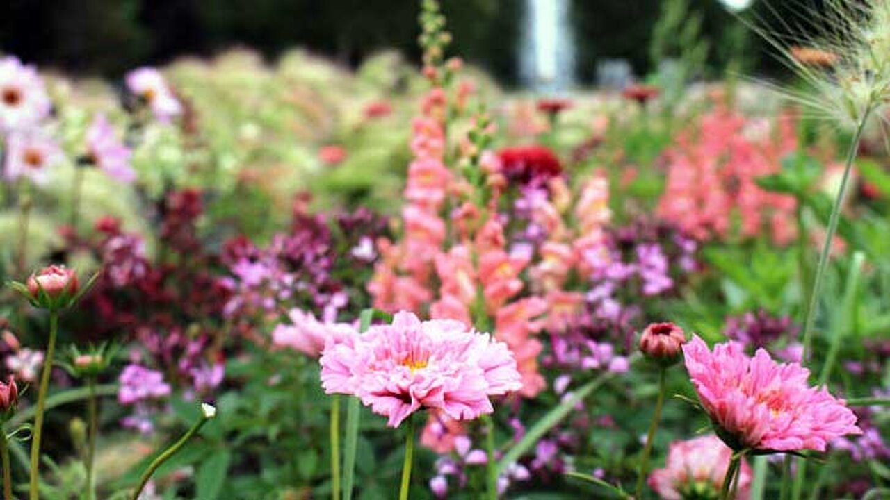 Sommerflor