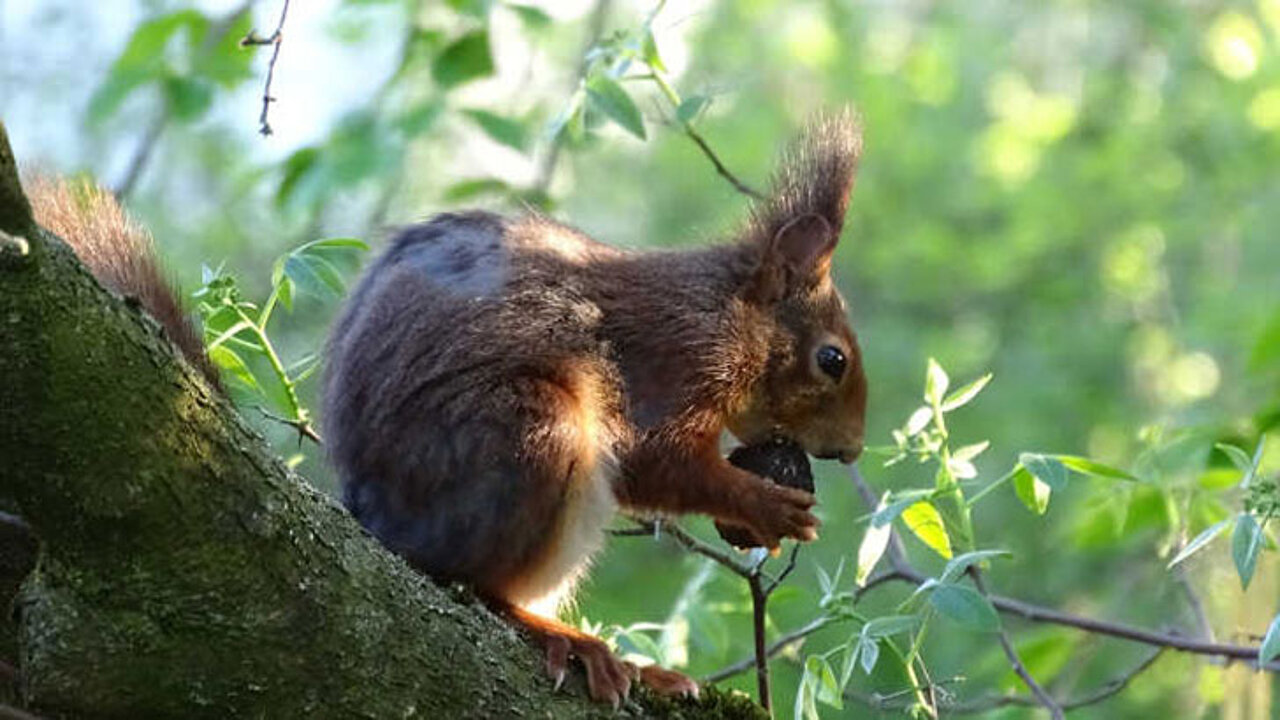 Eichhörnchen