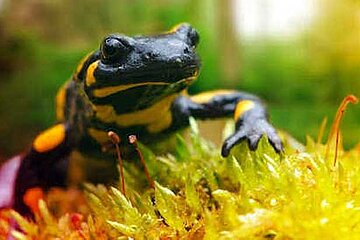 Feuersalamander