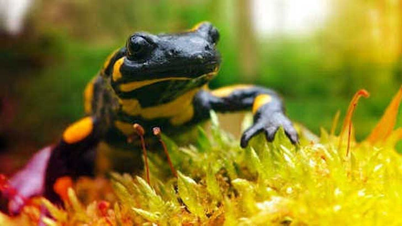 Feuersalamander