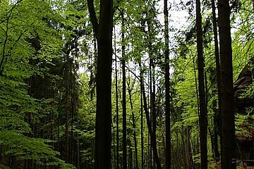 Deutscher Wald