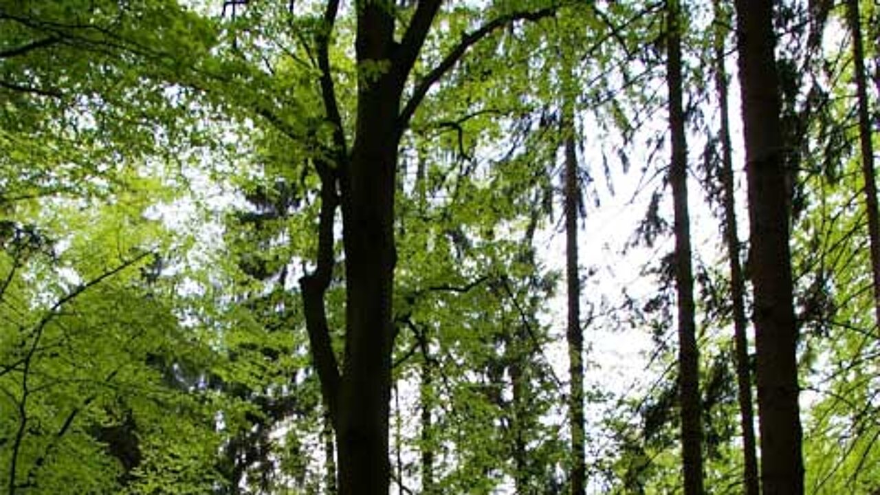 Deutscher Wald