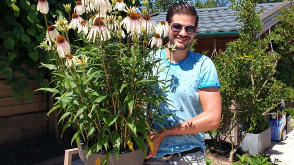 Echinacea Pretty Parasols