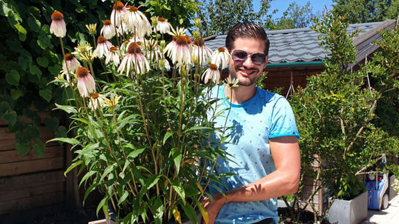 Echinacea Pretty Parasols