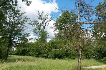 Englischer Landschaftsgarten