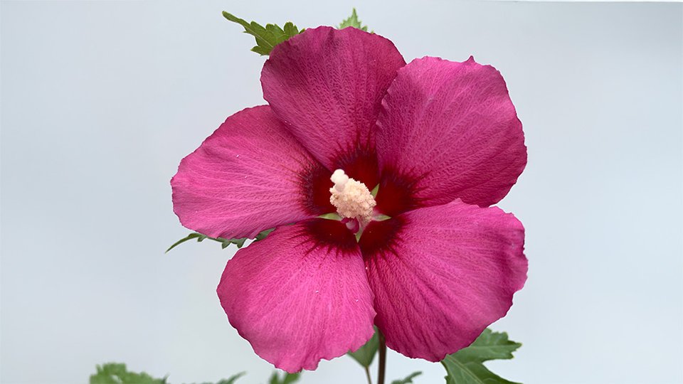 Hibiscus syriacus Flower Tower Ruby