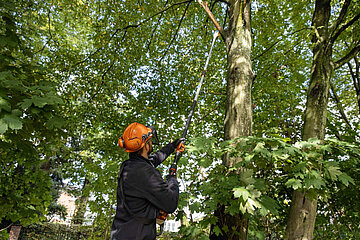Akku-Hoch-Entaster STIHL HTA 135