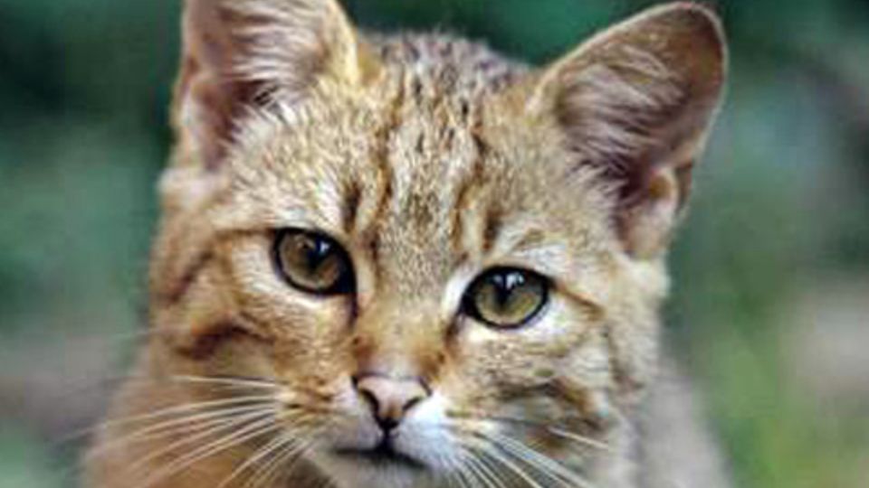 Wildkatze