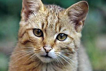 Wildkatze
