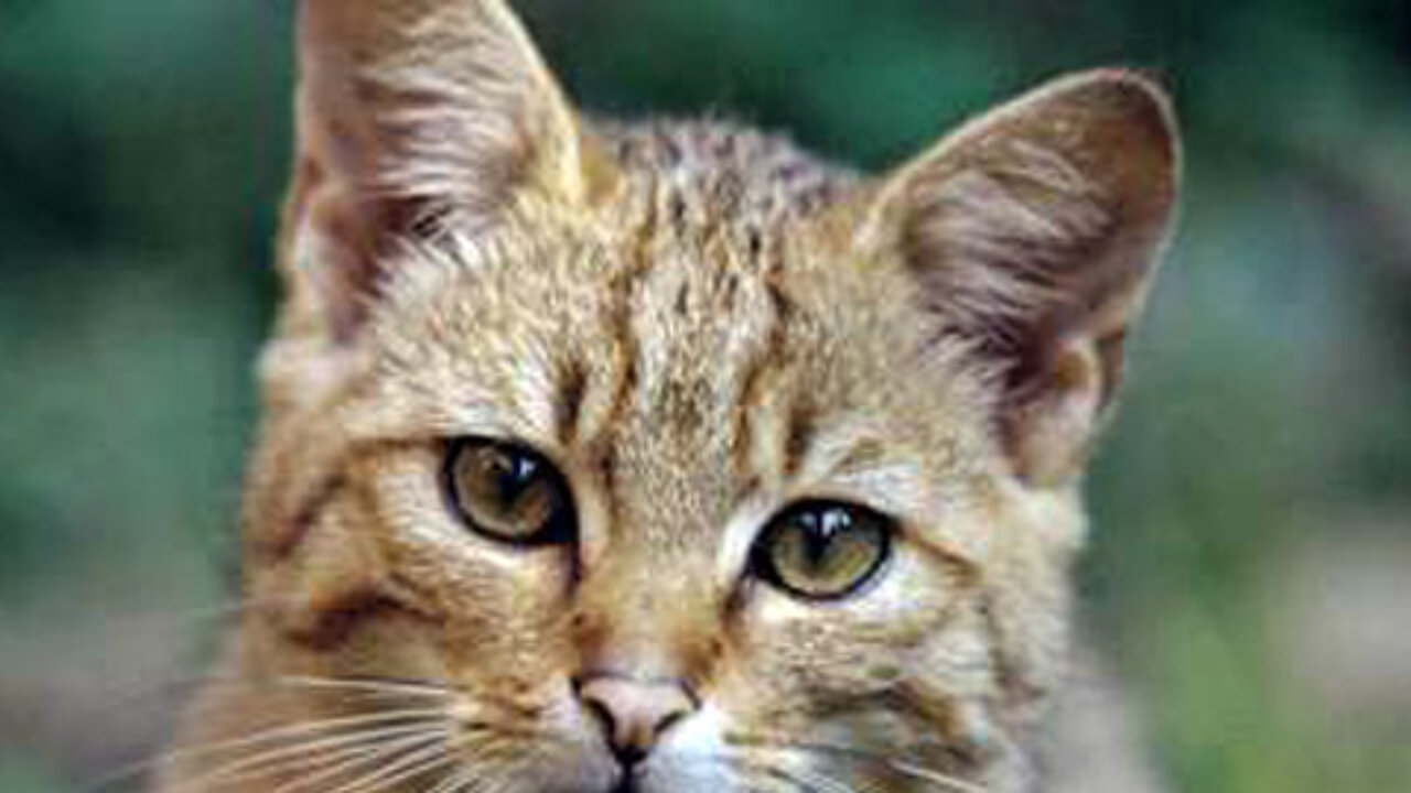 Wildkatze