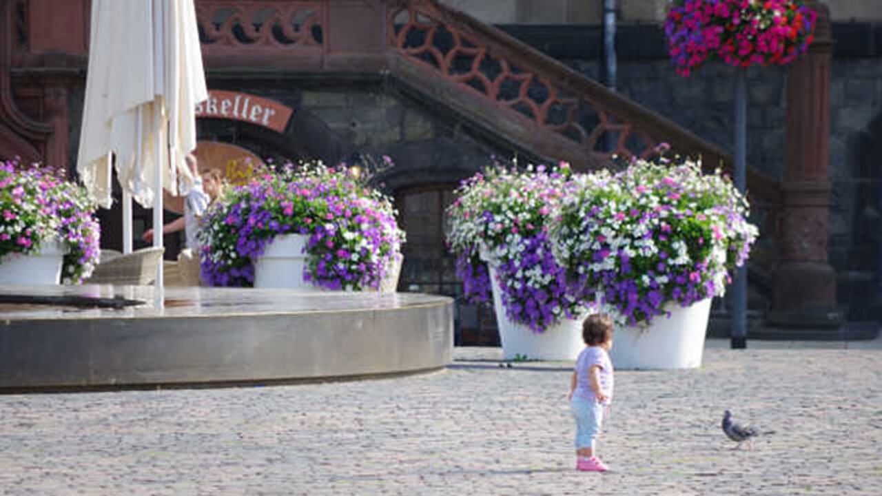 Flower Pots