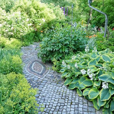 Funkien (Hosta)