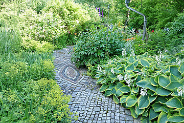 Funkien (Hosta)