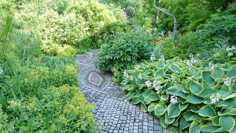 Funkien (Hosta)