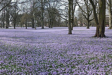 Krokusblüte