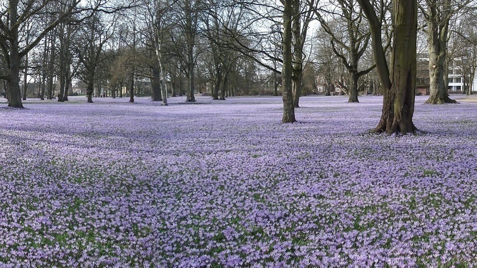 Krokusblüte