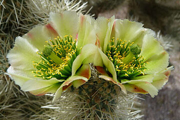 Image-13690
