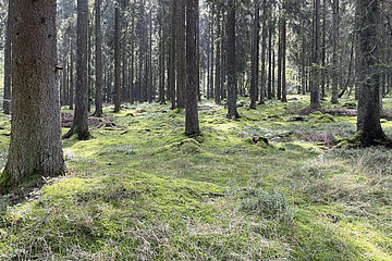 Bäume