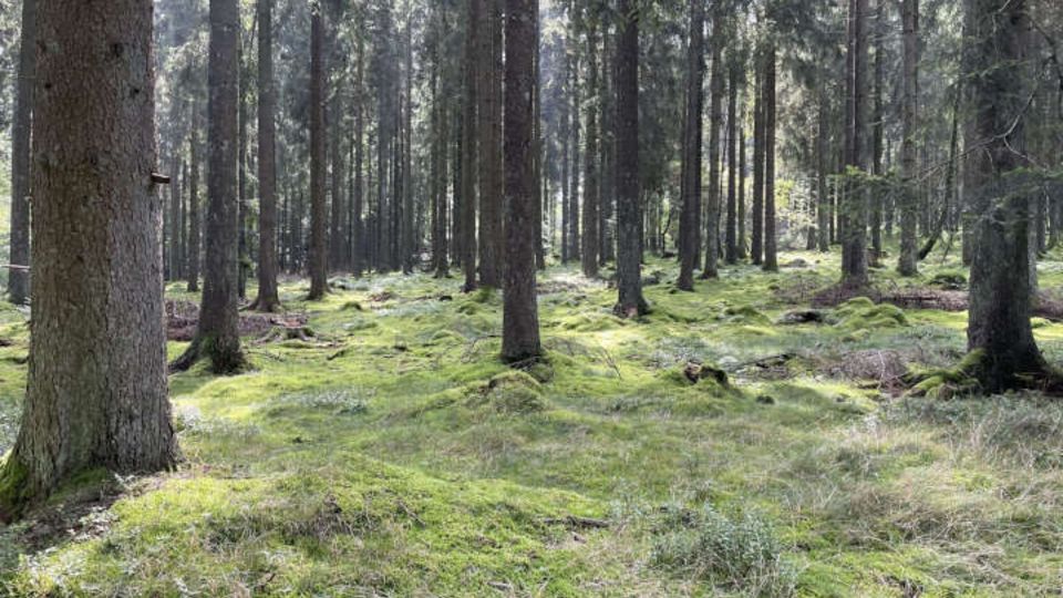 Bäume