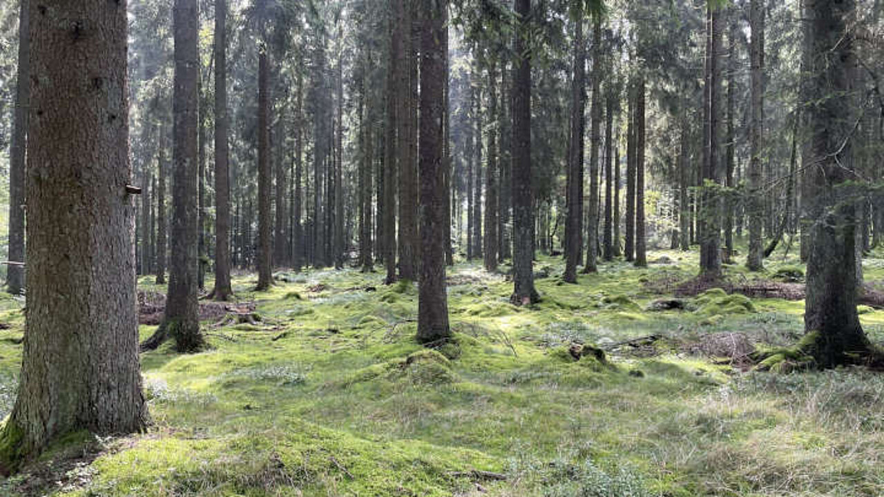 Bäume