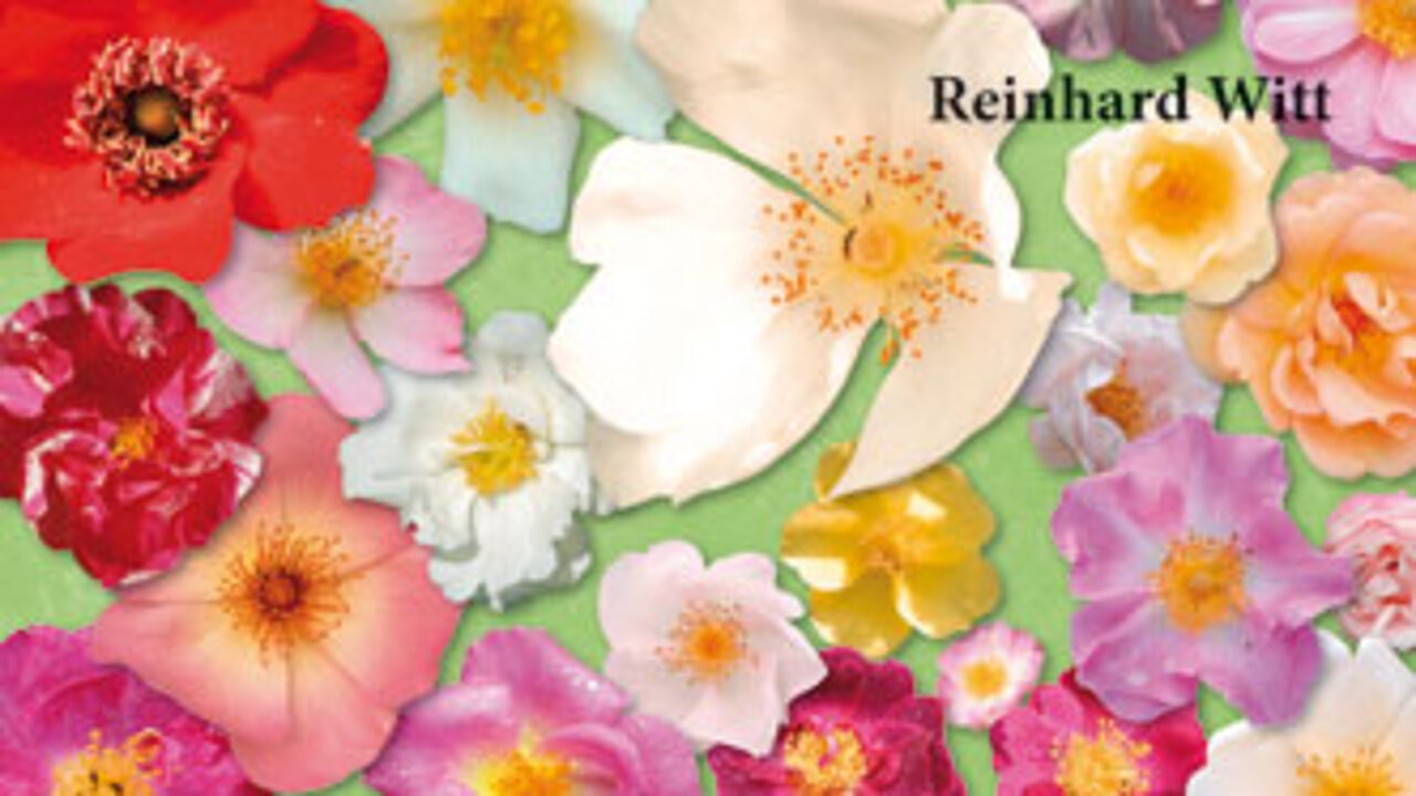Naturnahe Rosen