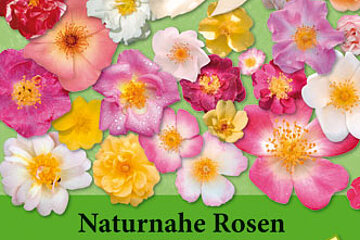 Naturnahe Rosen