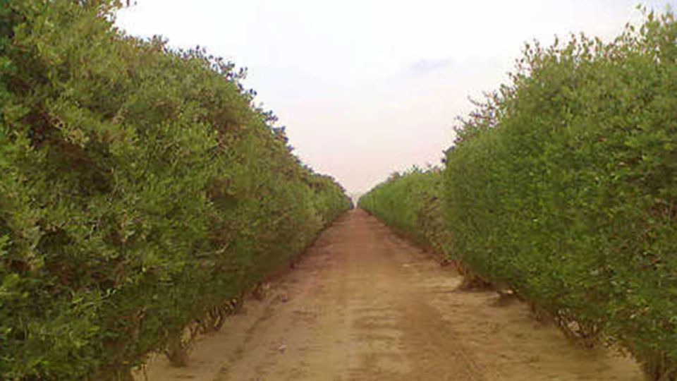 Jojoba-Plantage