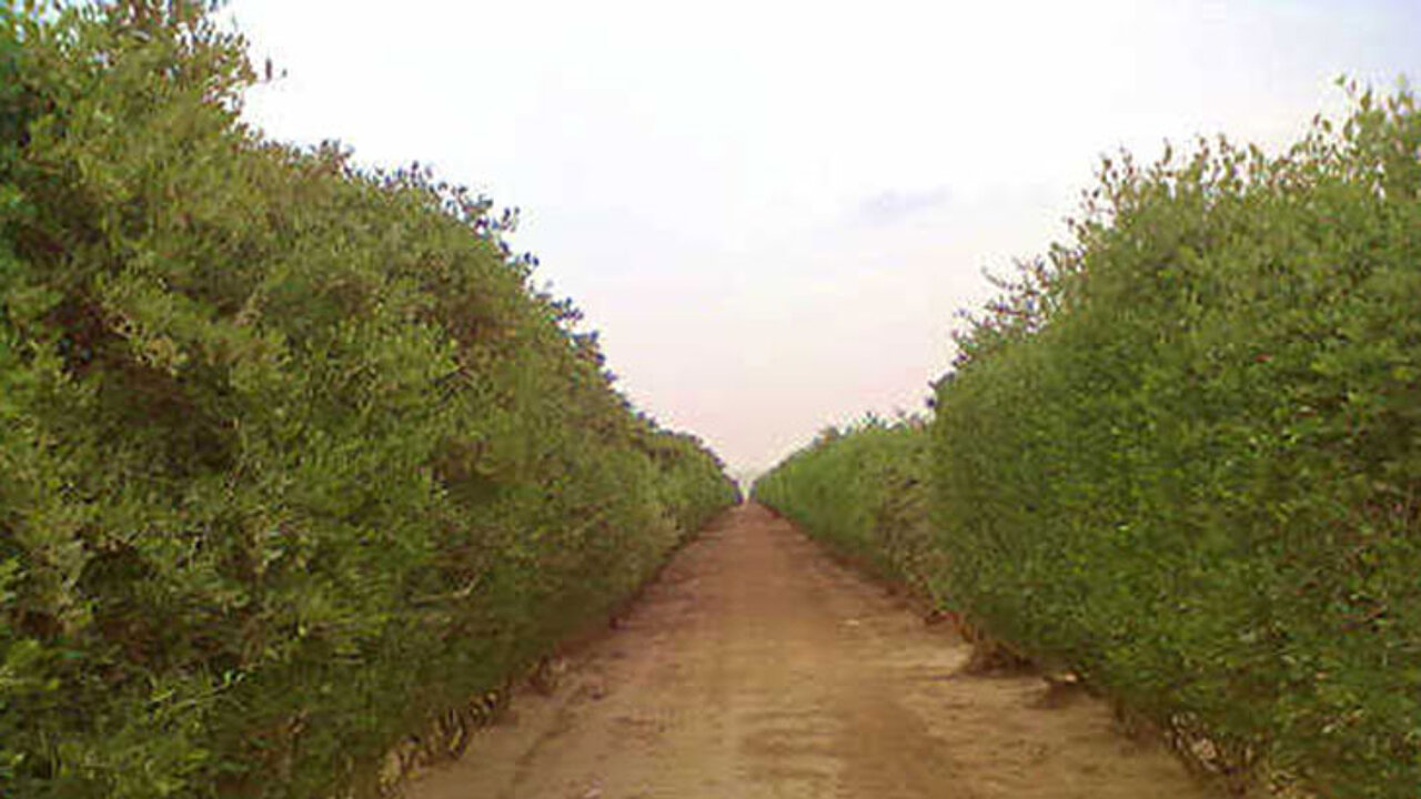 Jojoba-Plantage