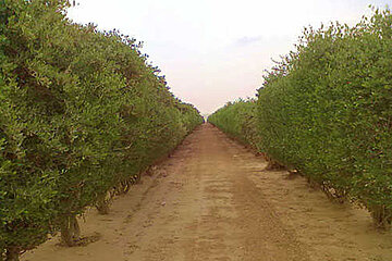 Jojoba-Plantage