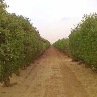 Jojoba-Plantage