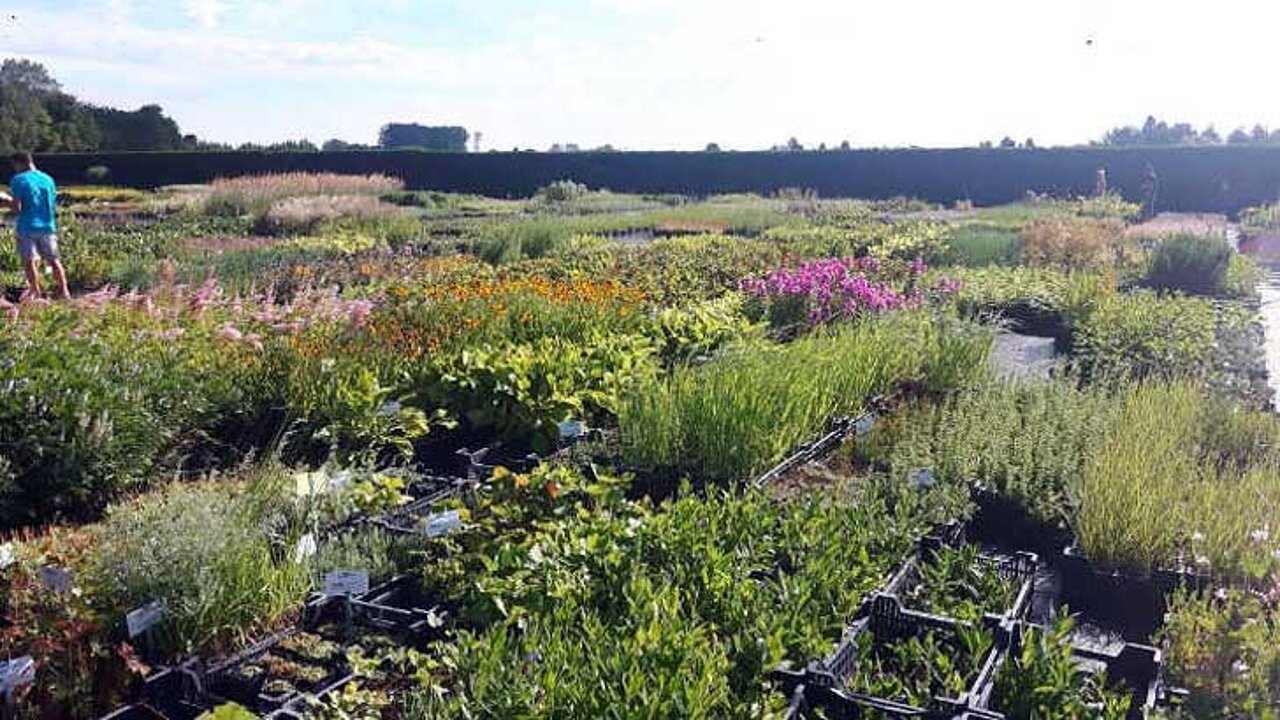 europäische Arbeitsgruppe Blumen und Pflanzen
