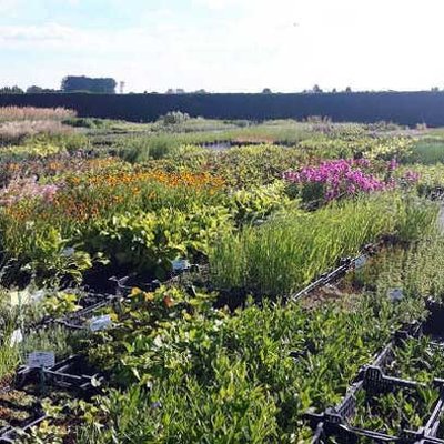 europäische Arbeitsgruppe Blumen und Pflanzen