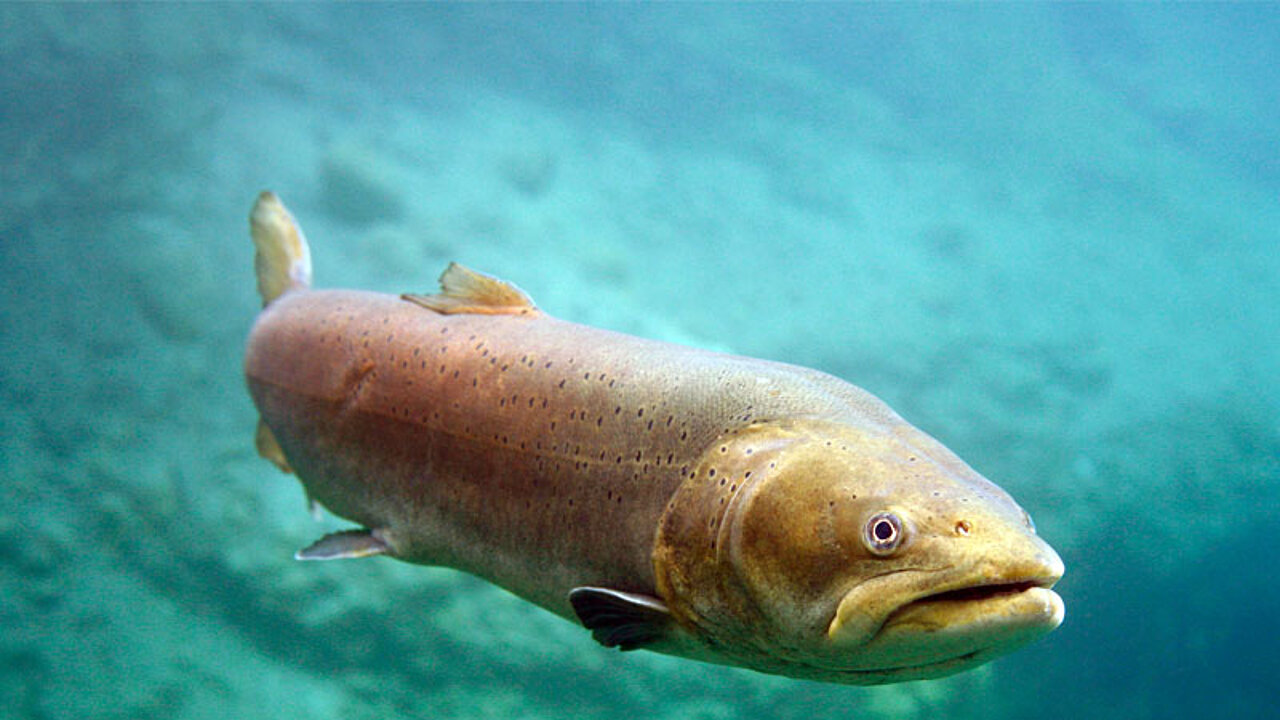 Donaulachs