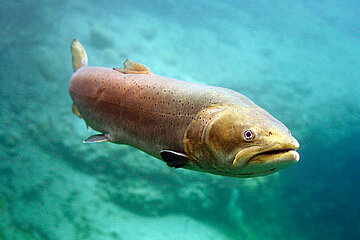 Donaulachs