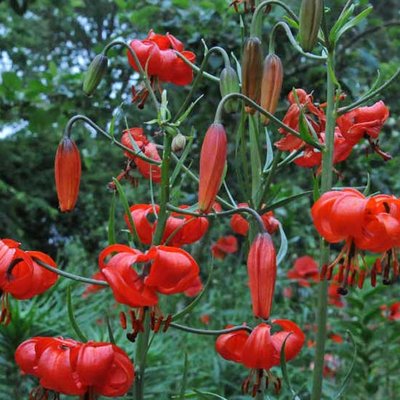 Lilien