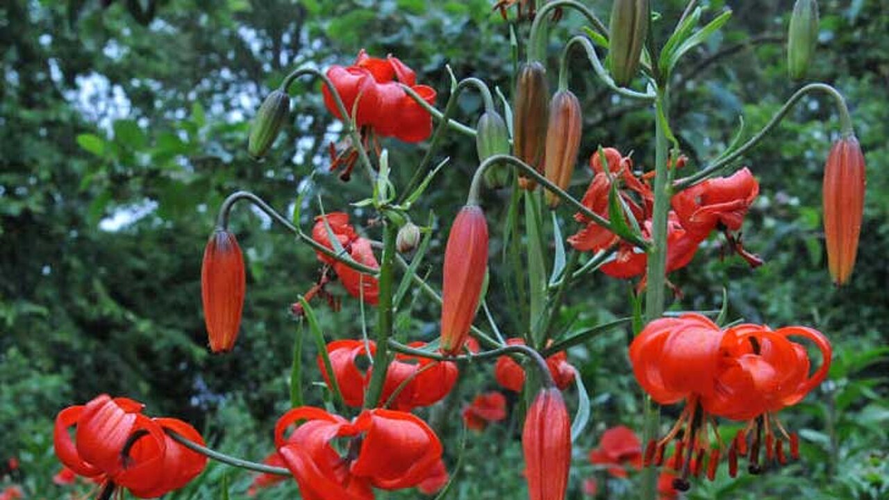 Lilien