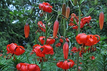 Lilien