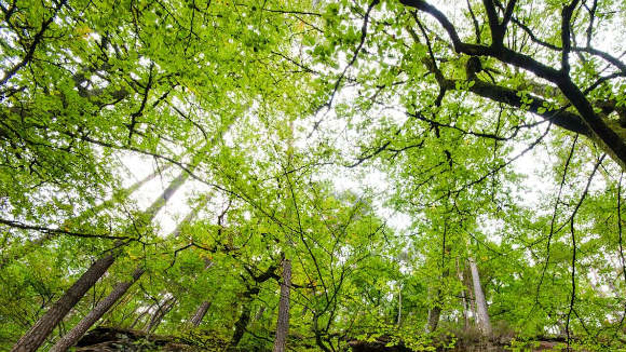 Wald