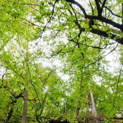 Wald